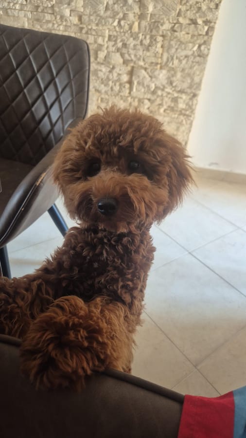 Foto di partenza: un barboncino rosso seduto su una sedia, in casa