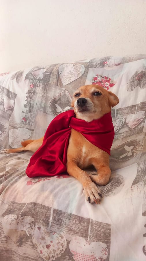 Foto di partenza: un cagnolino color miele con un foulard rosso di raso, sdraiato sul divano