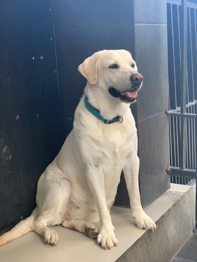 Foto di partenza: un labrador chiaro con il collare azzurro, seduto davanti a una parete scura